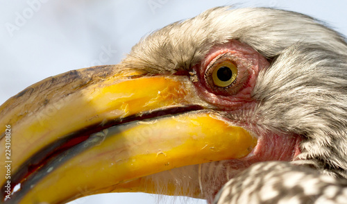 Southern yellow-billed hornbill (Tockus leucomelas) photo