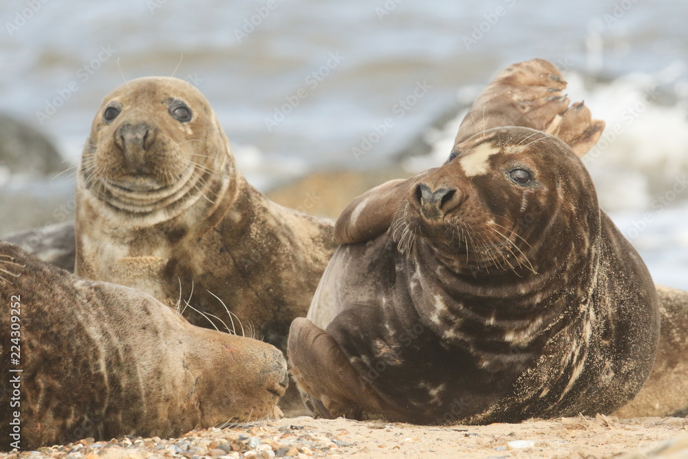 Fototapeta premium Grey Seals (Halichoerus grypus) relaxing on the beach.