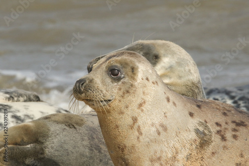 Grey Seal (Halichoerus grypus) relaxing on a UK beach.