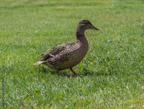 Mallard ducks in grass