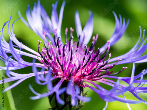 Mountain cornflower purple