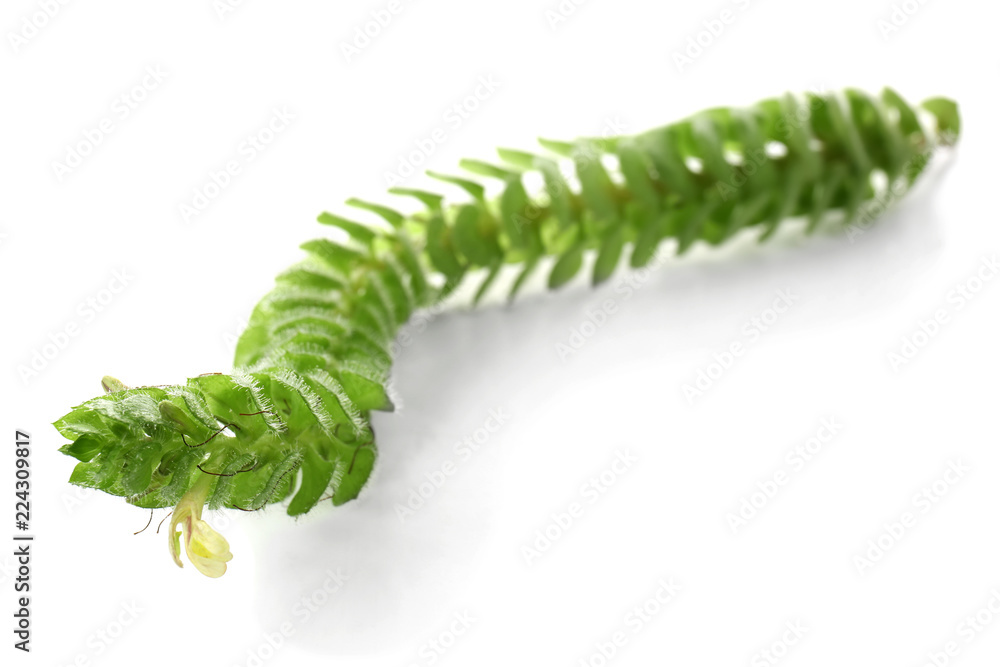 Tropical flower on white background Tropical flower on white background
