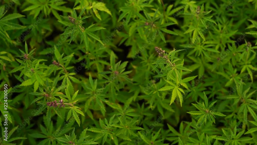 A beautiful cannabis plant at the beginning of flowering top. A beautiful cannabis plant at the beginning of flowering top.