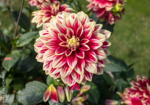 Fototapeta Naklejka Na Ścianę i Meble -  Close-up of blooming red Dahlia flower in  garden