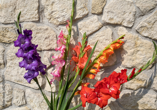 Fototapeta Naklejka Na Ścianę i Meble -  Head of  gladiolus flower against the background of a limestone wall