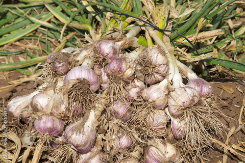 Garlic field, garlic collecting