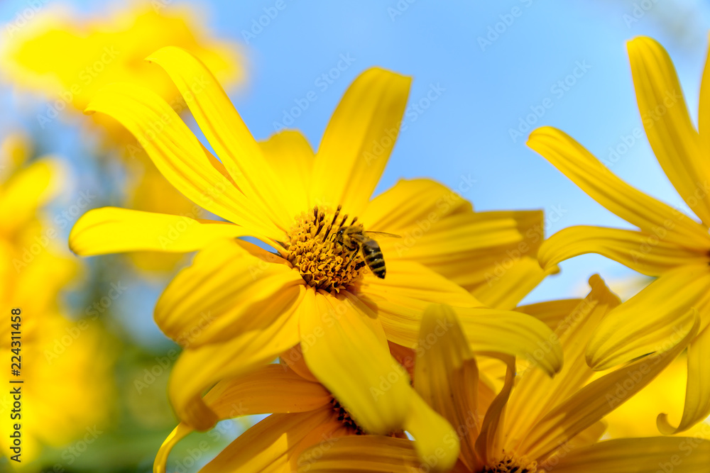Bee collecting polen from yellow flowers Bee collecting polen from yellow flowers