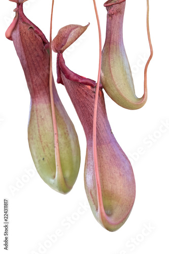 isolated nepenthes carnivorous plant on white background