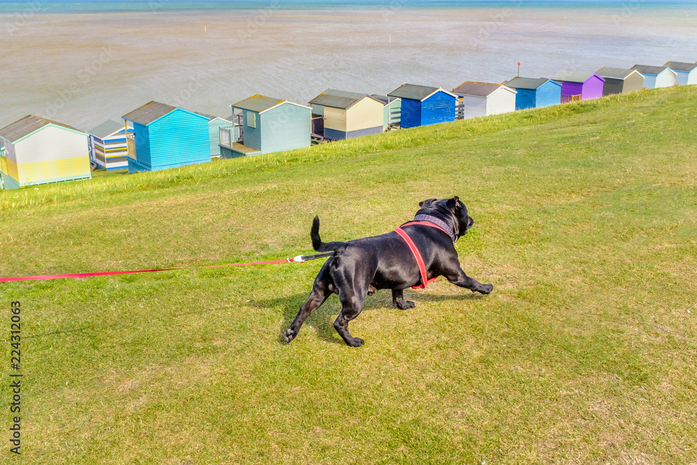 Strong healthy happy black Staffordshire Bull Terrier wearing a red harness on a long retractable leash on green grass in front of beach huts going for a walk at the seaside in Whtistable