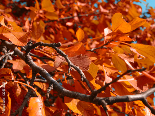 Autumn branch with yellowing leaves close up.