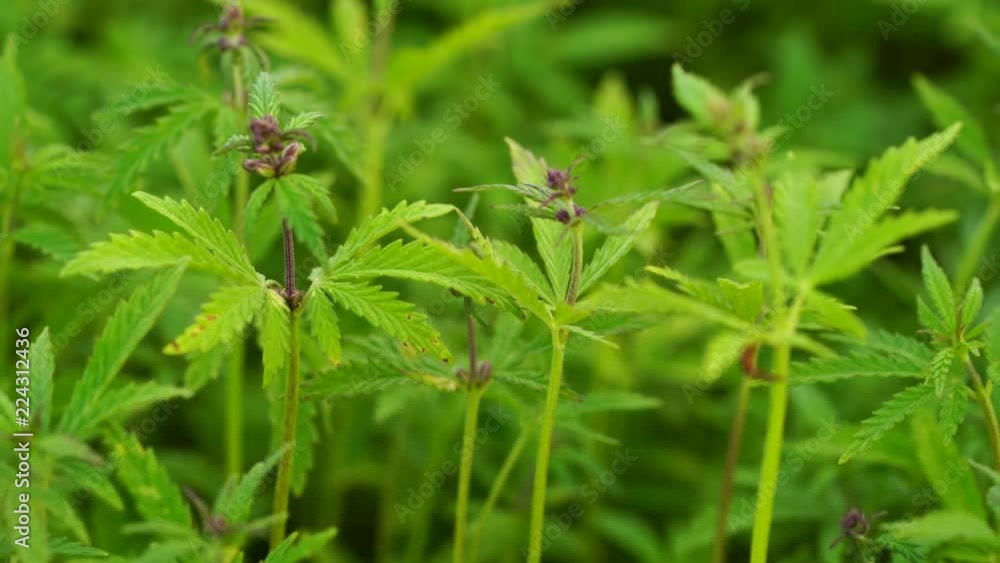 A beautiful cannabis plant at the beginning of flowering top. A beautiful cannabis plant at the beginning of flowering top.