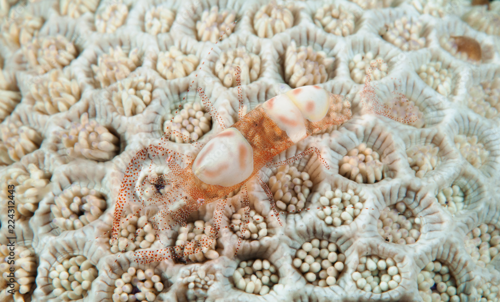 Commensal shrimp, Periclimenes sp., Bali Indonesia. Commensal shrimp, Periclimenes sp., Bali Indonesia.