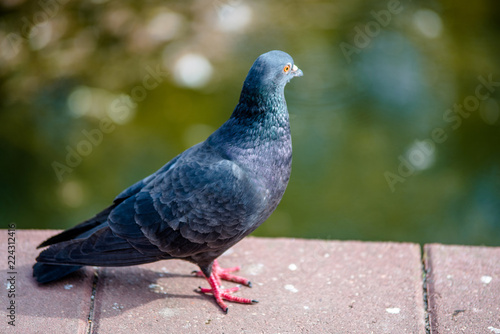 Gray-blue pigeon in the Park close-up.