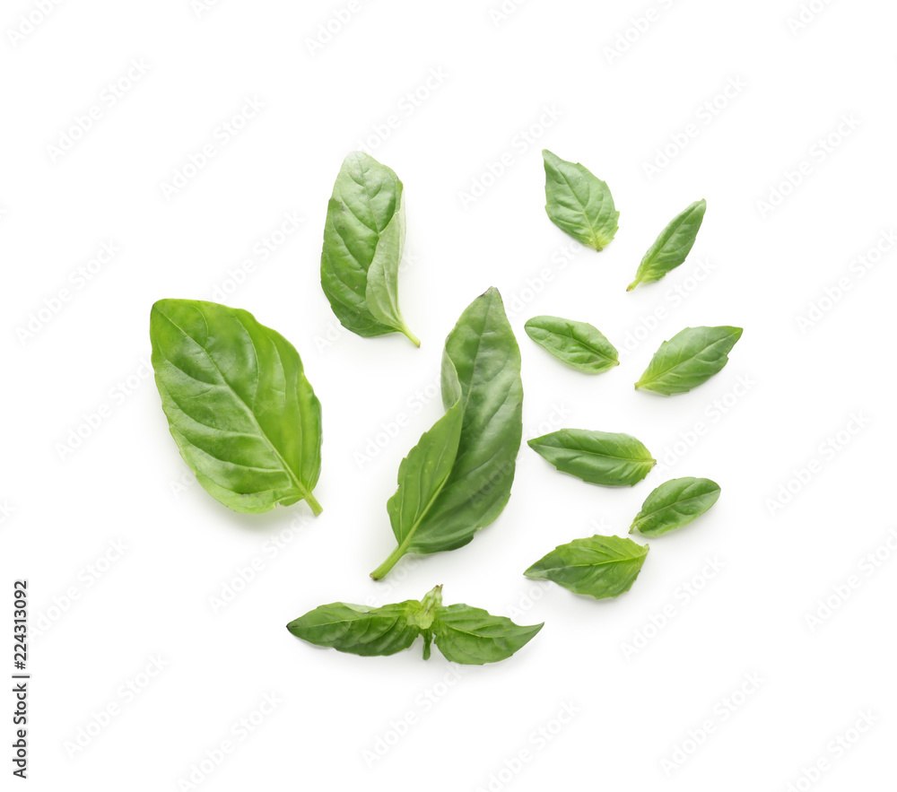Fresh green basil leaves on white background Fresh green basil leaves on white background