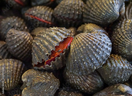 Raw fresh cockle have blood and mud on shell be alive from cockle farm,delicious seafood,scallop,close up,Tegillarca granosa,Appetizer photo