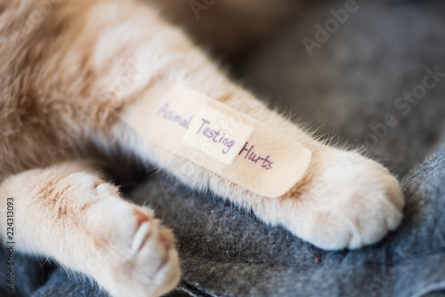 Fototapeta Naklejka Na Ścianę i Meble -  STOP animal testing concept. Bandage on kitten's leg.