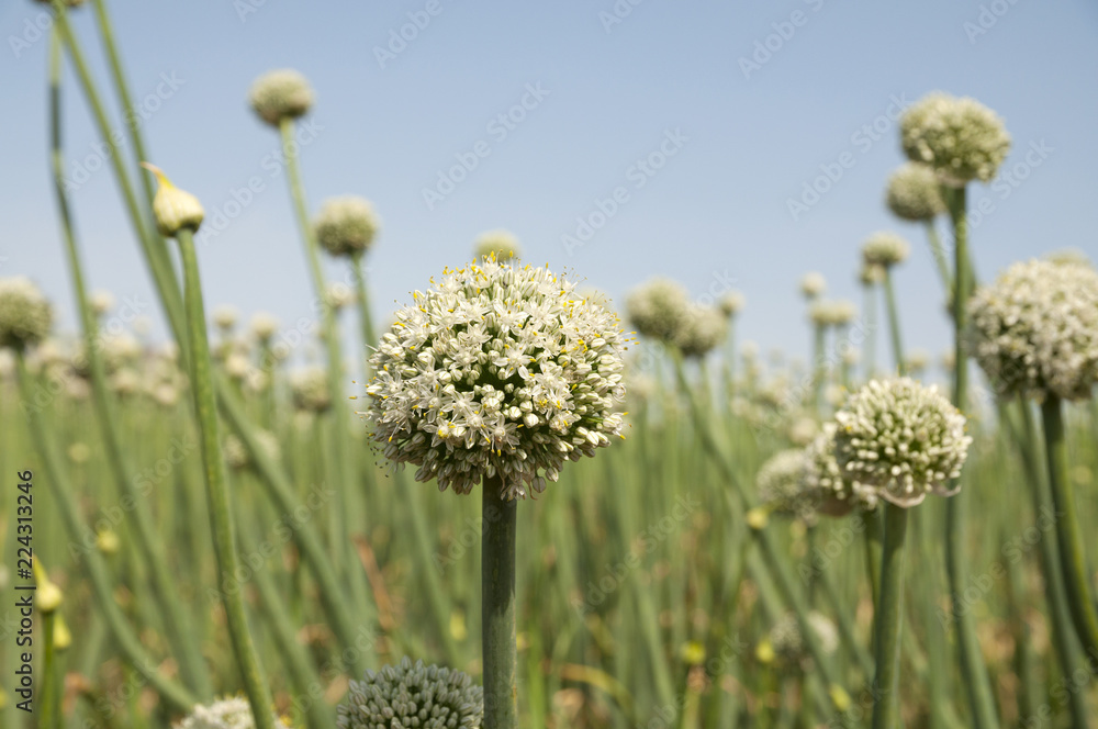 Garlic flowers, Garlic fields Garlic flowers, Garlic fields