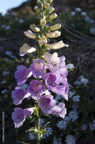  Bluff Knoll Australia, purple floxglove flower spike photo