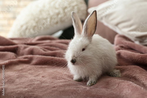 Cute fluffy rabbit on bed