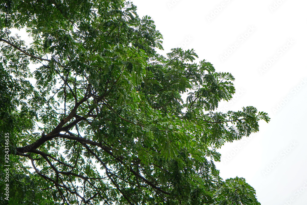 Tree background with blue sky, tree at park. Tree background with blue sky, tree at park.