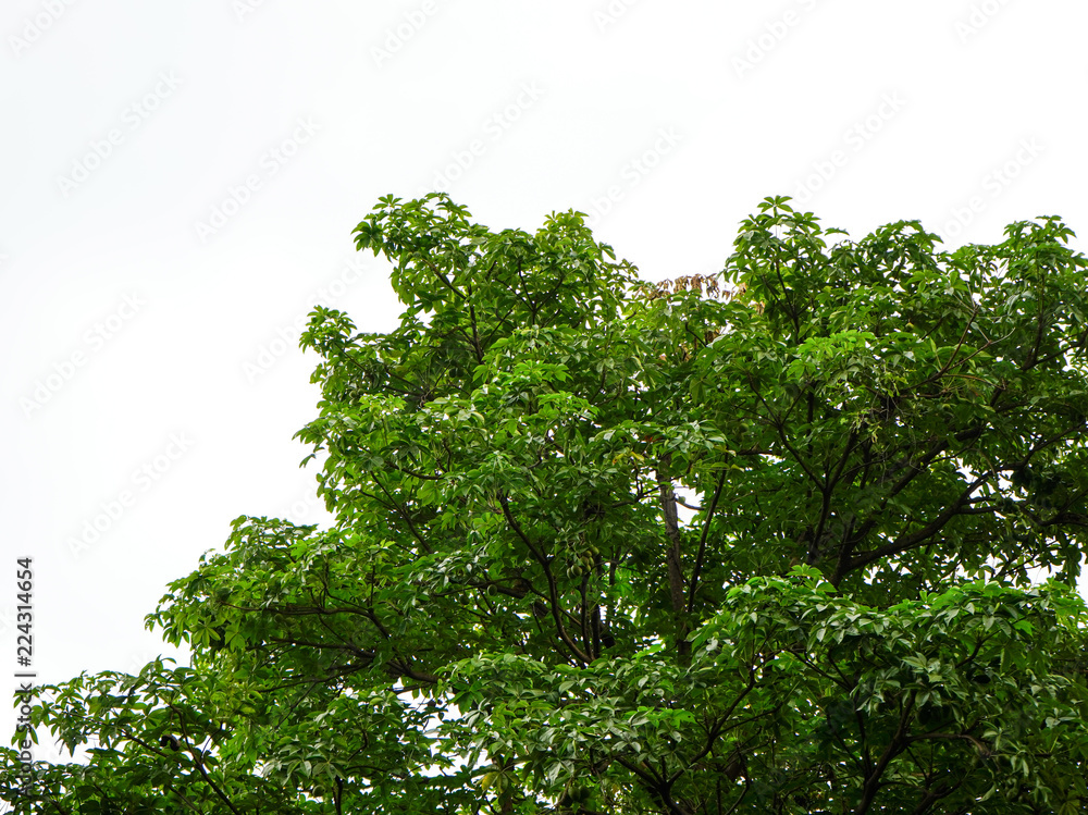 Tree background with blue sky, tree at park.