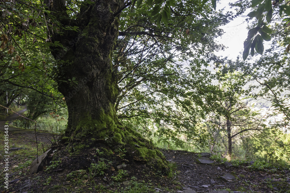 Secular tree on mountain trail.