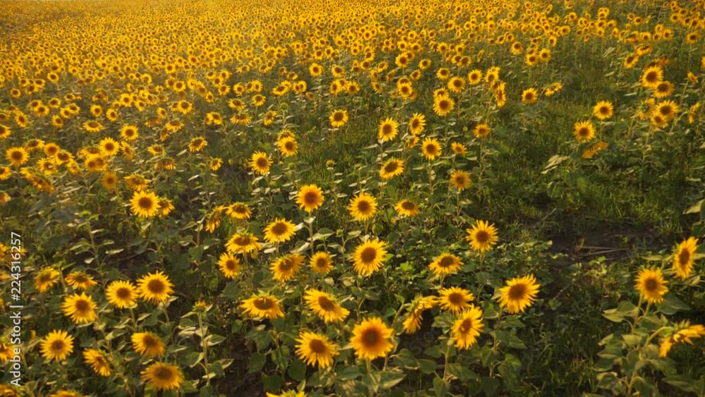 Sunset over the field of sunflowers against a cloudy lifestyle sky. Beautiful summer landscape agriculture. slow motion video. field of blooming sunflowers on a background sunset. harvesting Sunset over the field of sunflowers against a cloudy lifestyle sky. Beautiful summer landscape agriculture. slow motion video. field of blooming sunflowers on a background sunset. harvesting