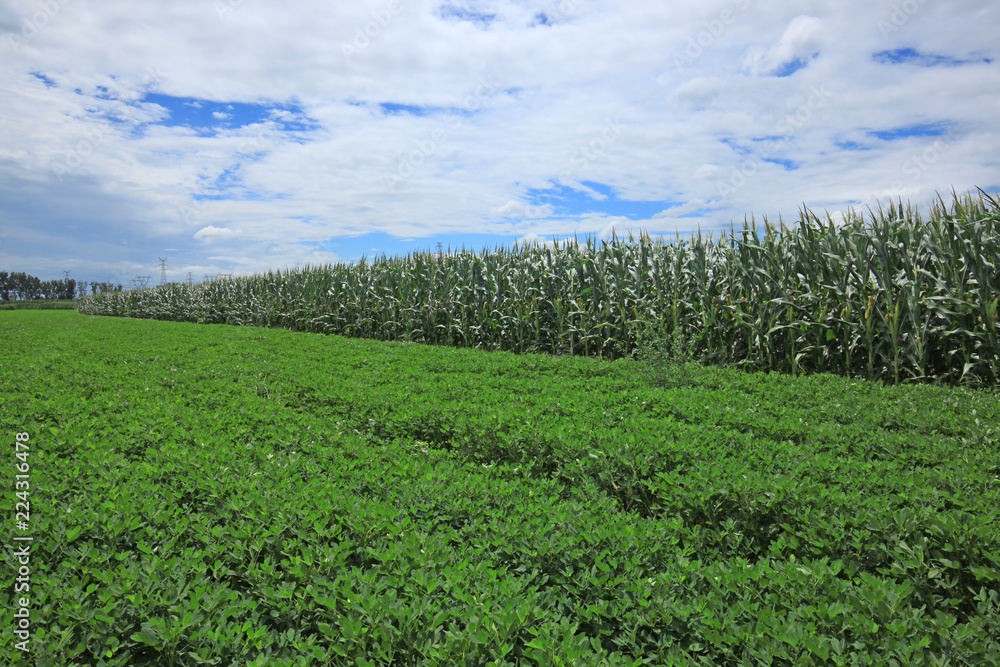 Fototapeta premium The peanuts and corn in the field