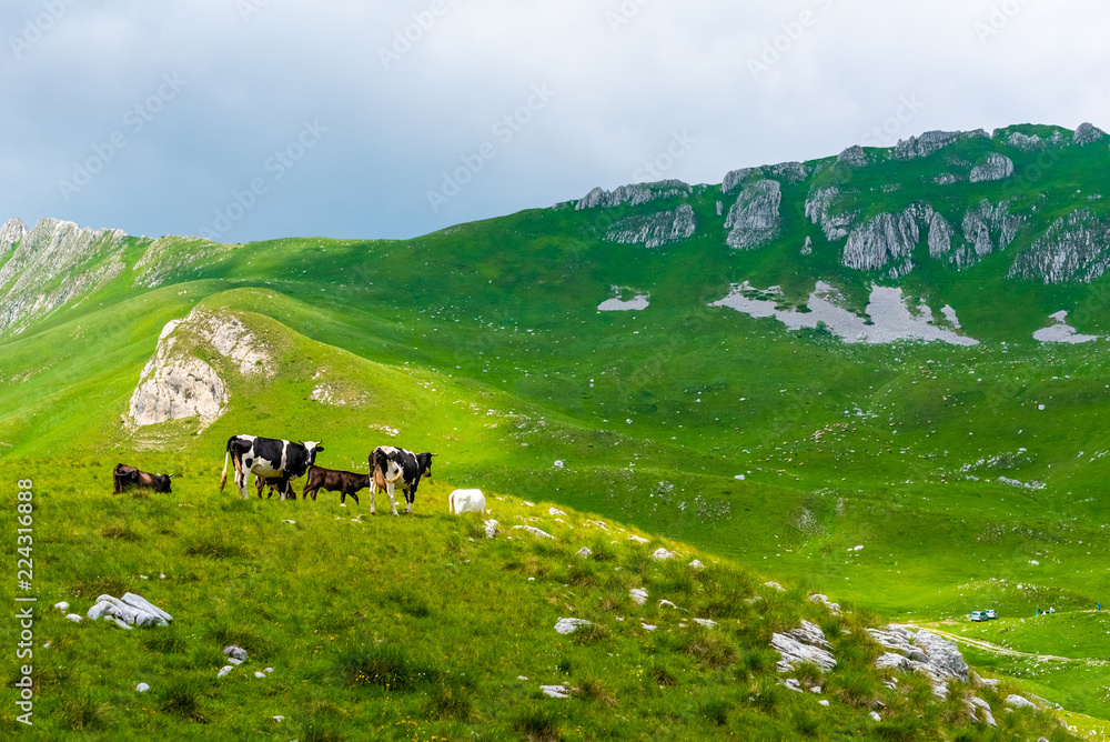 cows grazing on green valley with sunlight in Durmitor massif, Montenegro cows grazing on green valley with sunlight in Durmitor massif, Montenegro