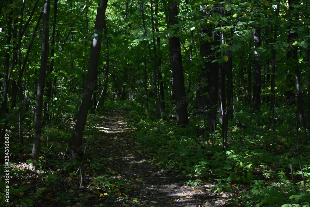 Obraz premium the secret forest