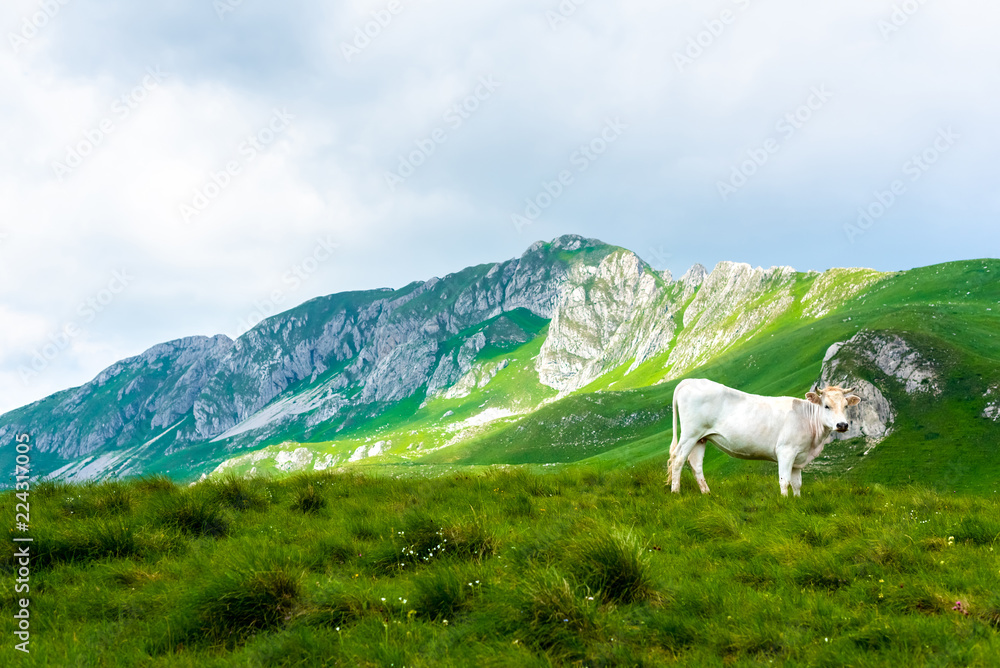 white cow standing on green valley in Durmitor massif, Montenegro