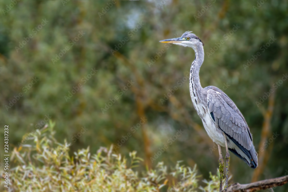 Grey Heron ( Ardea cinerea ) side view standing up on a branch floating in a lake Grey Heron ( Ardea cinerea ) side view standing up on a branch floating in a lake