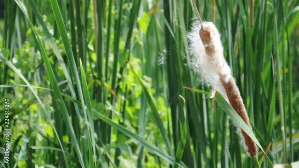 Cat-tail Cat-tail