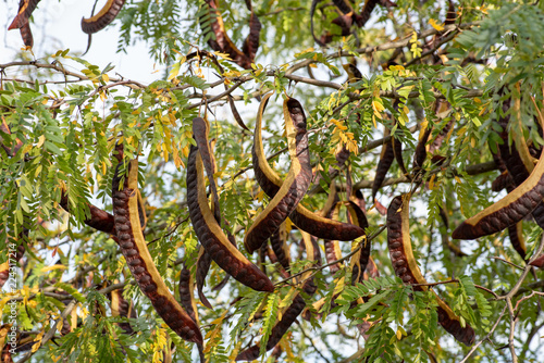 From the Honey locust (Gleditsia triacanthos) edible fruits. photo