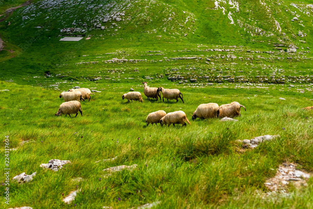 Flock of sheep grazing on valley in Durmitor massif, Montenegro Flock of sheep grazing on valley in Durmitor massif, Montenegro