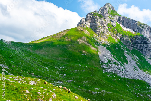 flock of sheep grazing on valley with rocky mountains of background in Durmitor massif, Montenegro