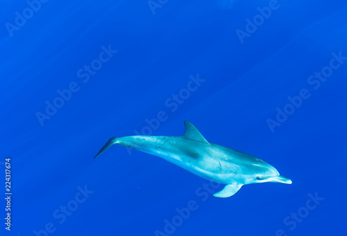 Delfin- Fleckendelfin ( Jungtier ) © thomasknospe
