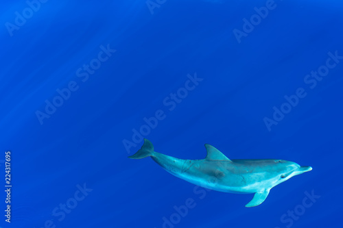 Delfin- Fleckendelfin ( Jungtier )