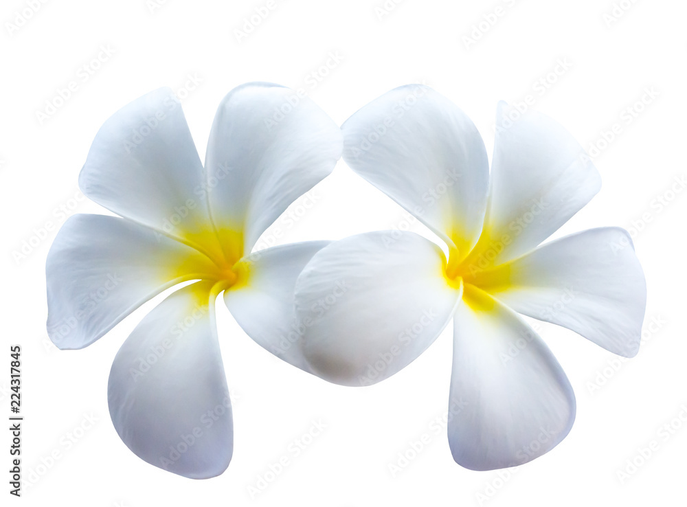 White plumeria flower or leelawadee flower isolated on dark background