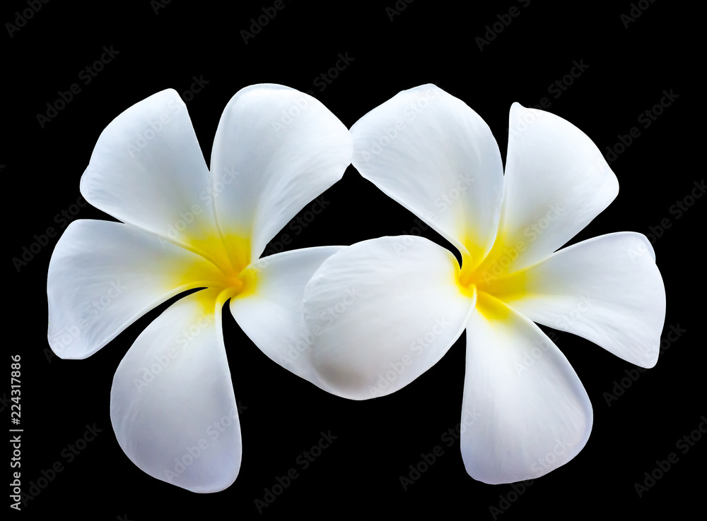 Fototapeta premium White plumeria flower or leelawadee flower isolated on dark background