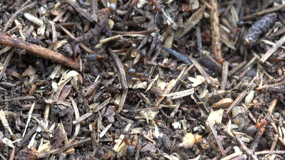 Big anthill in the woods. Big anthill with colony of ants in summer forest. Ants on the ant hill in the woods closeup, macro Big anthill in the woods. Big anthill with colony of ants in summer forest. Ants on the ant hill in the woods closeup, macro