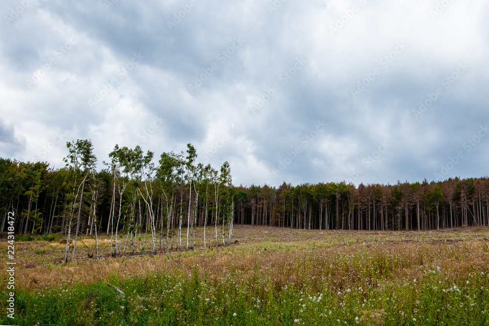 Obraz premium Trees before cut in front of a meadow on a hill with dramatic sky before the storm. Protect our environment concept.