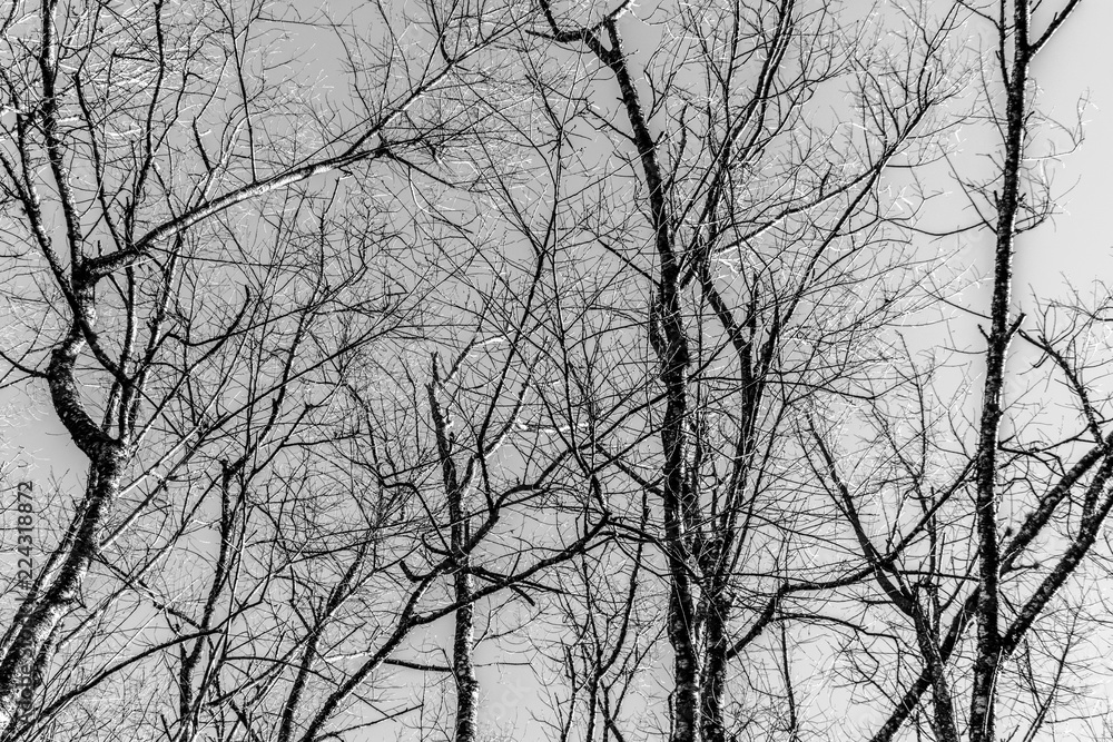 Black and white photograph of dead tree. Black and white photograph of dead tree.