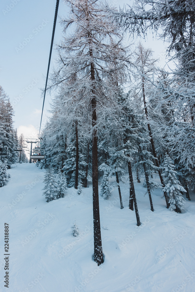 Obraz premium Big Pine trees under snow and ski lift