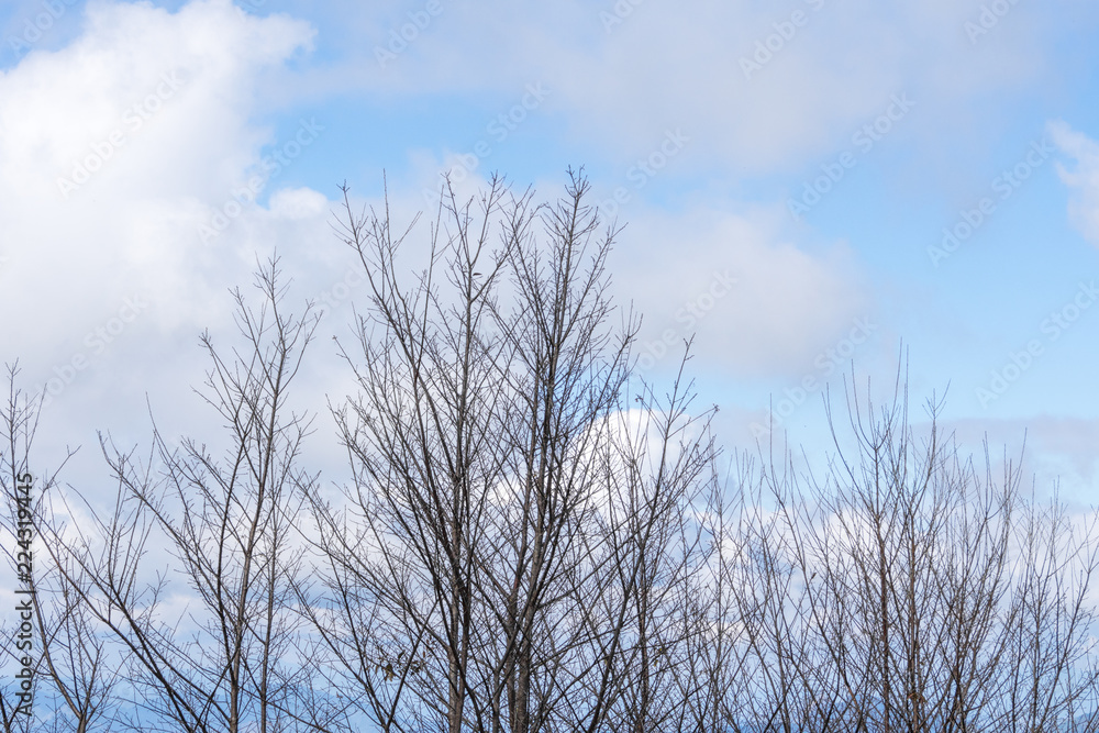 Beautiful tree landscape with cloud sky background. Beautiful tree landscape with cloud sky background.