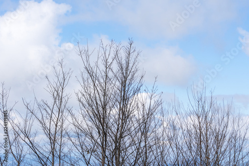 Beautiful tree landscape with cloud sky background.