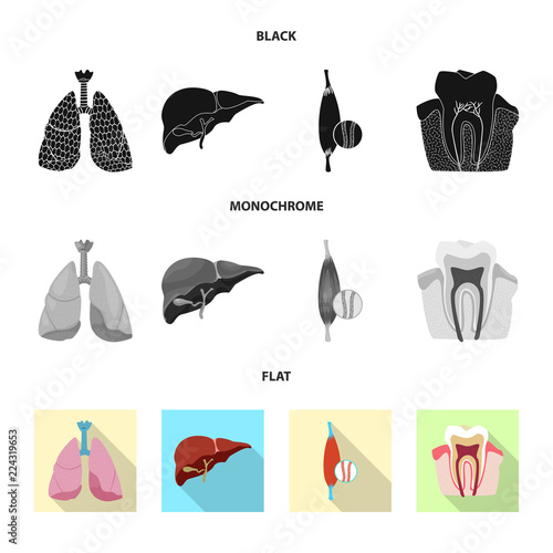 Vector design of body and human icon. Set of body and medical vector icon for stock.
