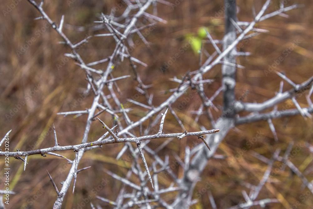 Sharp and threatening thorns serve as protection for plants. Sharp and threatening thorns serve as protection for plants.