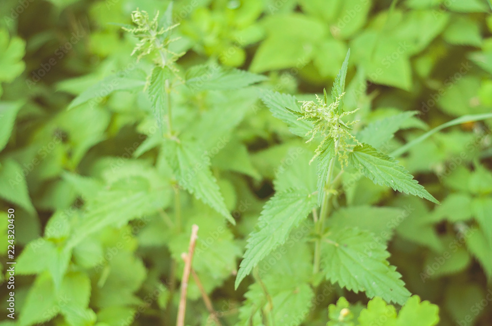 A soon blooming green nettle: ecological, healthy and nutritious wild food straight from the nature in Finland A soon blooming green nettle: ecological, healthy and nutritious wild food straight from the nature in Finland