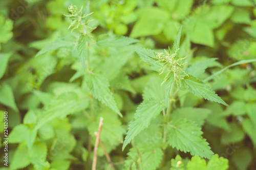 A soon blooming green nettle: ecological, healthy and nutritious wild food straight from the nature in Finland